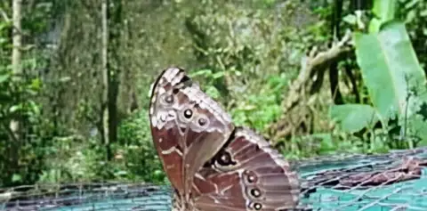 Monteverde Tours of Butterfly Garden