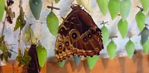 Butterfly Garden