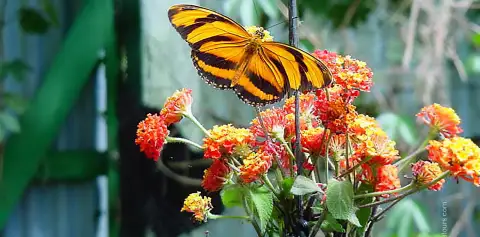 Monteverde Butterfly Garden