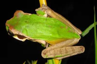 Coffee'N Jungle Night Tour Monteverde Costa Rica