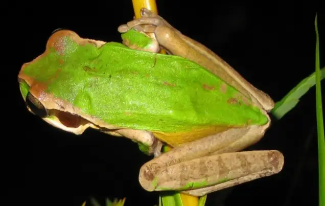 Coffee'N Jungle Night Tour Monteverde Costa Rica