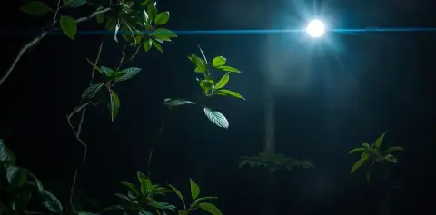 Exploring the Cloud Forest at Night Monteverde