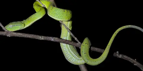 Night Tour Wildlife Monteverde