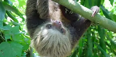 Sloth Monteverde
