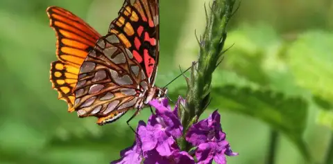 Monteverde Tours Nature