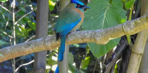 Monteverde Tours Birds
