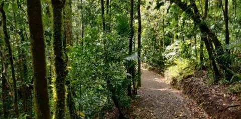 Monteverde Tours Forest