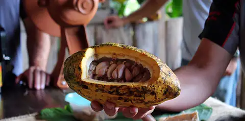 Cacao Bean Don Juan Coffee and Chocolate Tour Monteverde