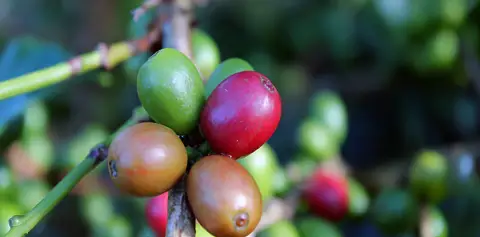 Coffee Tour Don Juan