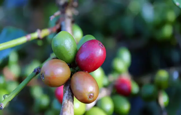 Coffee, Chocolate, Sugar Cane Tours