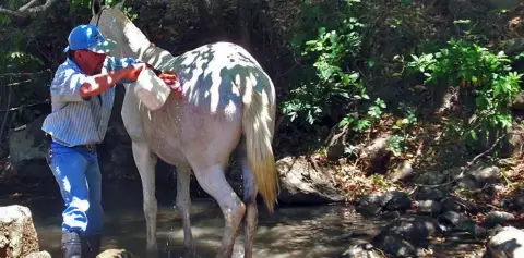 cooling down the horses all day cowboy ride monteverde