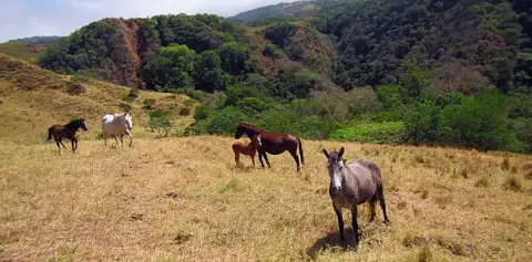 Costa Rica Horse Trek Monteverde Horses on our Farm