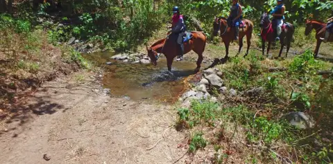 Crossing Streams Monteverde Horseback Costa Rica