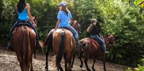 Horseback Riding Forest Trail Monteverde