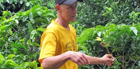 Coffee Plantation at LIFE Monteverde