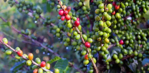 Coffee Plants Monteverde Costa Rica