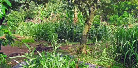 Sustainable Farming LIFE Monteverde Costa Rica
