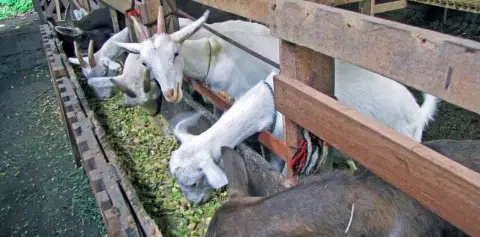 Goats at LIFE Monteverde Costa Rica