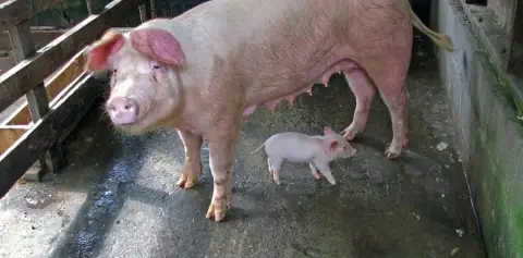 Pigs for Methane Gas LIFE Monteverde Costa Rica