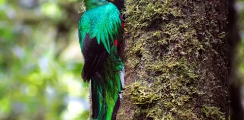 Resplendent quetzal perched on a mossy tree trunk in the Monteverde cloud forest