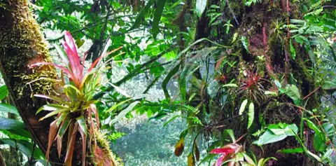 Bromeliads and other epiphytes growing on a cloud forest tree in Monteverde