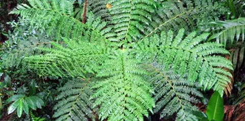 Large fern fronds on the forest floor of the Monteverde cloud forest