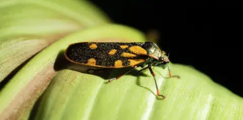 Monteverde Night Tour Costa Rica Guided Night Hike Insect