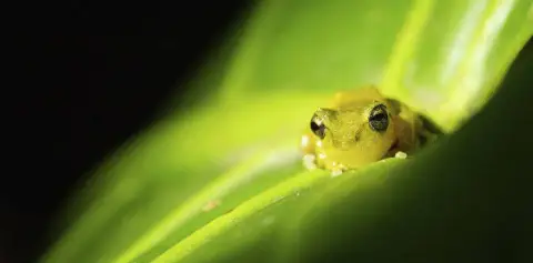 Monteverde Night Tour Costa Rica Guided Night Hike Frog