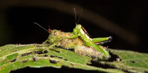 Monteverde Night Tour Costa Rica Guided Night Hike Grasshoppers