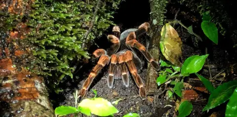 Monteverde Night Tour Costa Rica Guided Night Hike Spider
