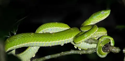 Monteverde Night Tour Costa Rica Guided Night Hike Snake