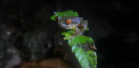 Monteverde Night Tour Costa Rica Guided Night Hike Frog Leaft