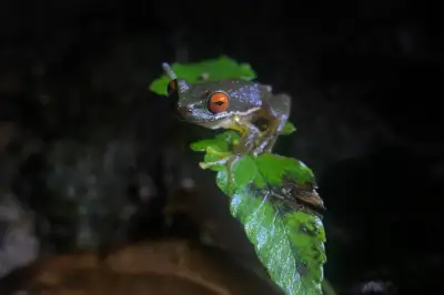 Monteverde Night Tour Costa Rica Guided Night Hike