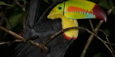Monteverde Night Tour Costa Rica Guided Night Hike Tucan