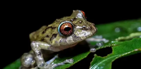 Santa Elena Cloud Forest Reserve Costa Rica Frog