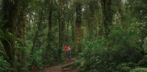 Santa Elena Cloud Forest Reserve Costa Rica Free Walk