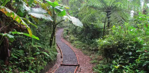 Santa Elena Cloud Forest Reserve Costa Rica Walking Path