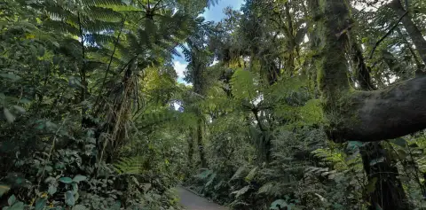 Santa Elena Cloud Forest Reserve Costa Rica