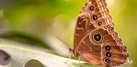 Selvatura Park Monteverde Canopy Tour Butterfly