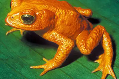 Whatever Happened to the Golden Frog of Monteverde