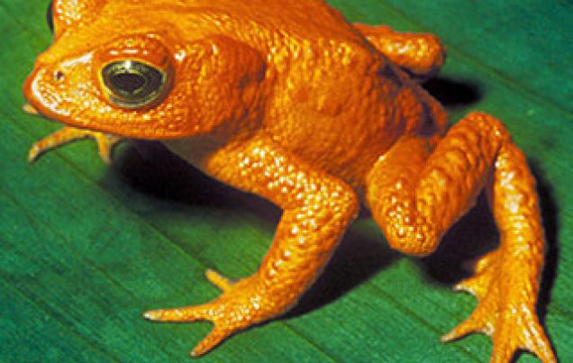 Disappearing Frog in Monteverde