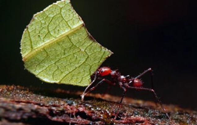 The Leaf-cutter Ants of Monteverde Costa Rica