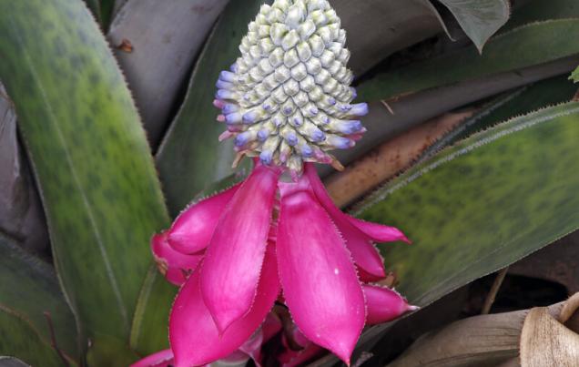 Monteverde Cloud Forest a Riot of Color