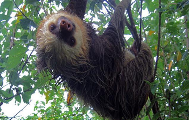 Monteverde Costa Rica Cloud Forest Ecology