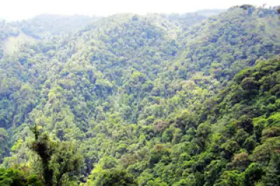 Thirsty Forests Monteverde Costa Rica