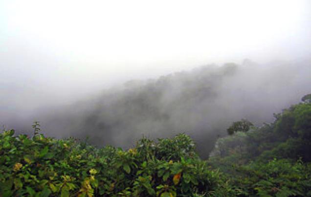 Thirsty Forests Costa Rica