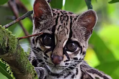 Monteverde Wild Cats Costa Rica