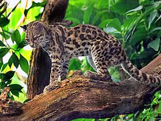Wild Cat found in Monteverde Costa Rica Wild Cat found brought to Santa Elena Cloud Forest