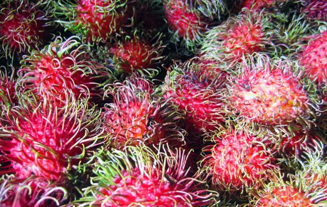 Farmers Market Monteverde Costa Rica