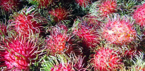 Farmers Market Mamones Fruit